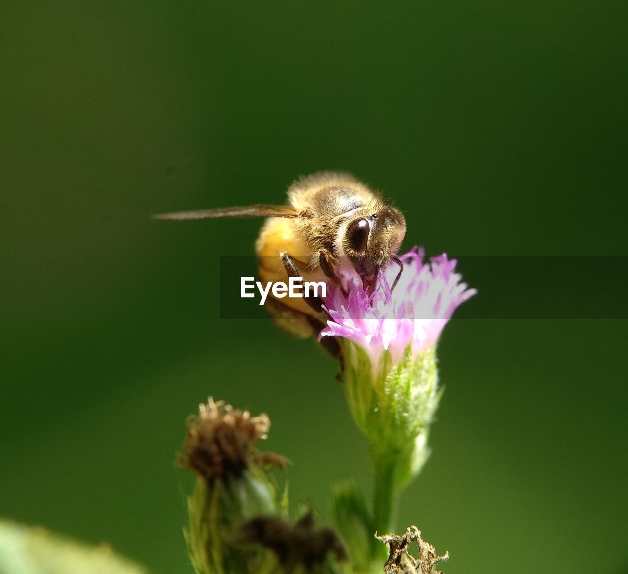 Close-up of bee pollinating on flower