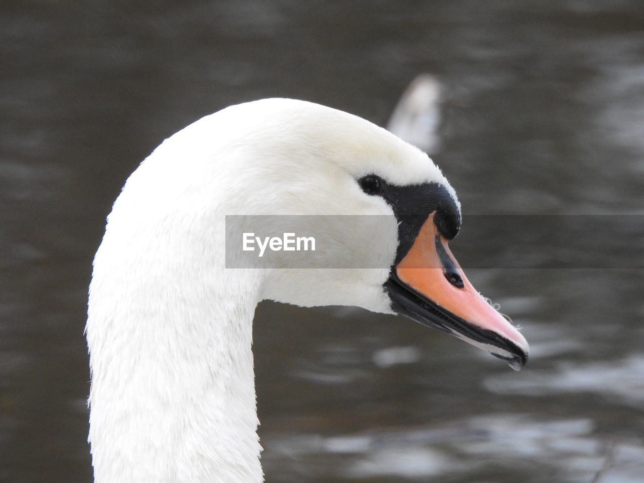 CLOSE-UP OF WHITE SWAN SWIMMING IN LAKE