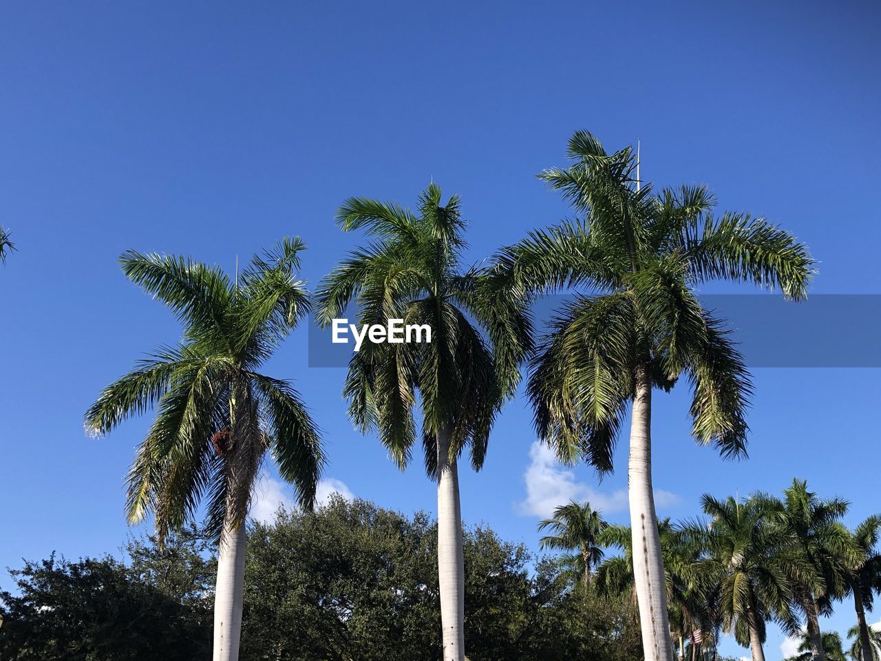 LOW ANGLE VIEW OF PALM TREES AGAINST BLUE SKY