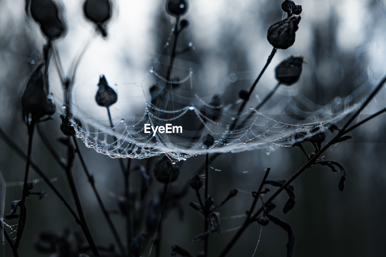 Spider web closeup background. dew on a spider web