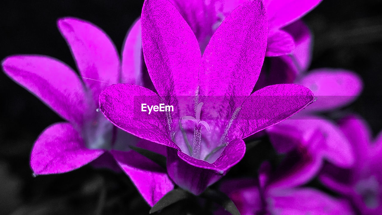 CLOSE-UP OF PINK FLOWERS BLOOMING