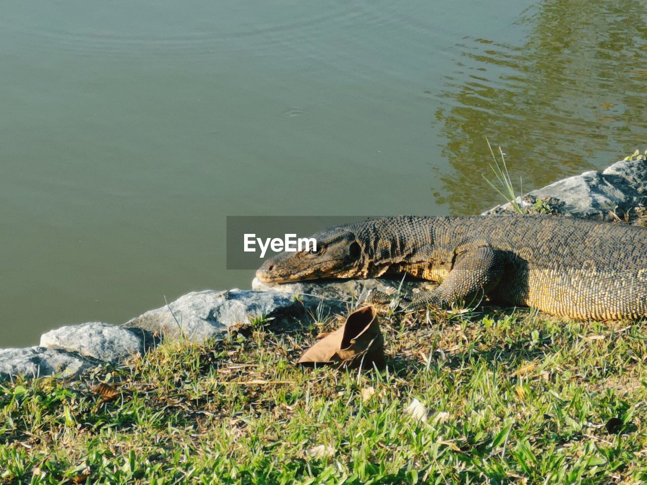 VIEW OF A DUCK IN LAKE