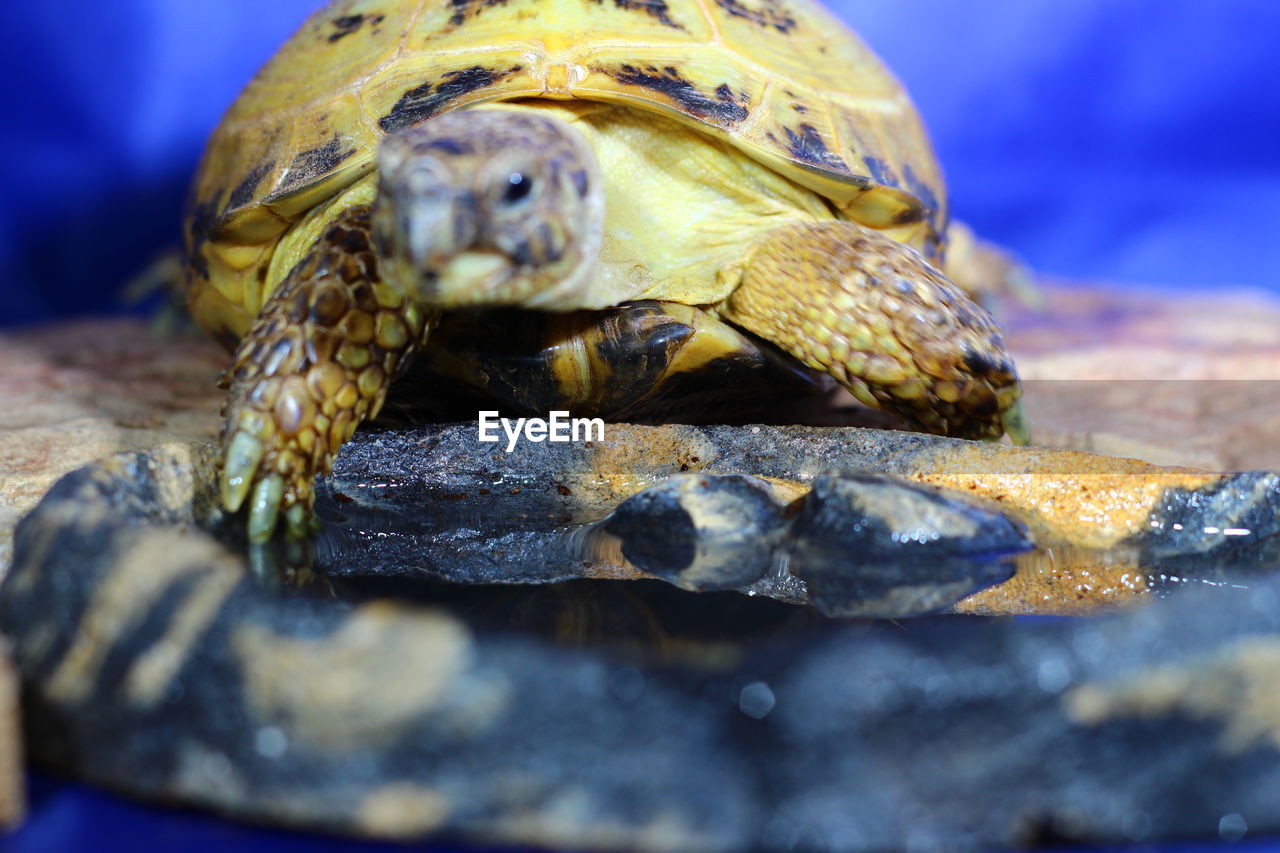 Close-up of turtle 
