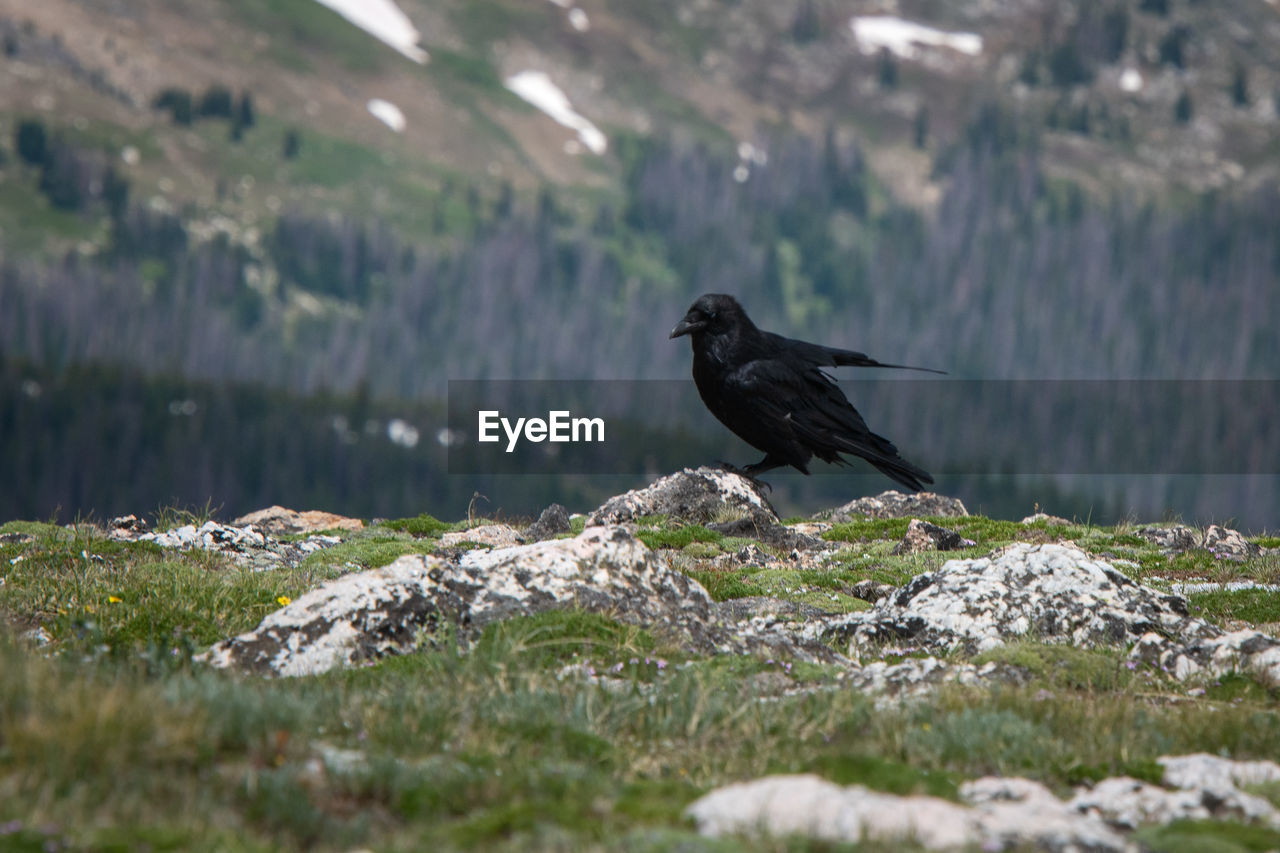 Bird perching on rock