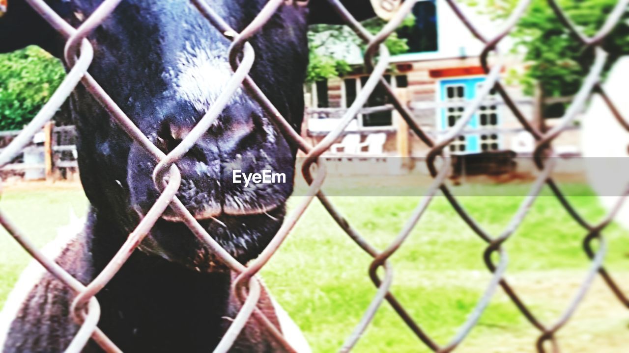 FENCE ON FIELD