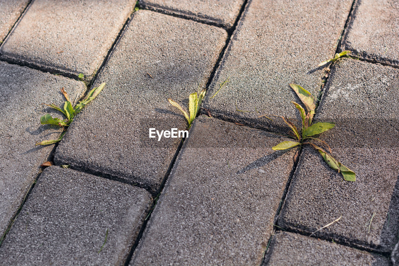 High angle view of plant growing on footpath