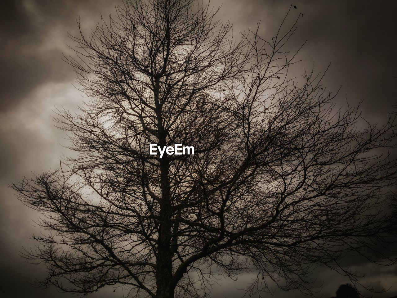 Low angle view of bare tree against sky