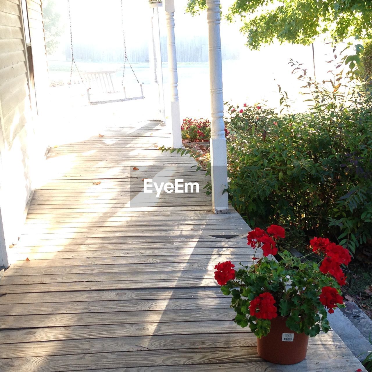 Red flower plant on floorboard