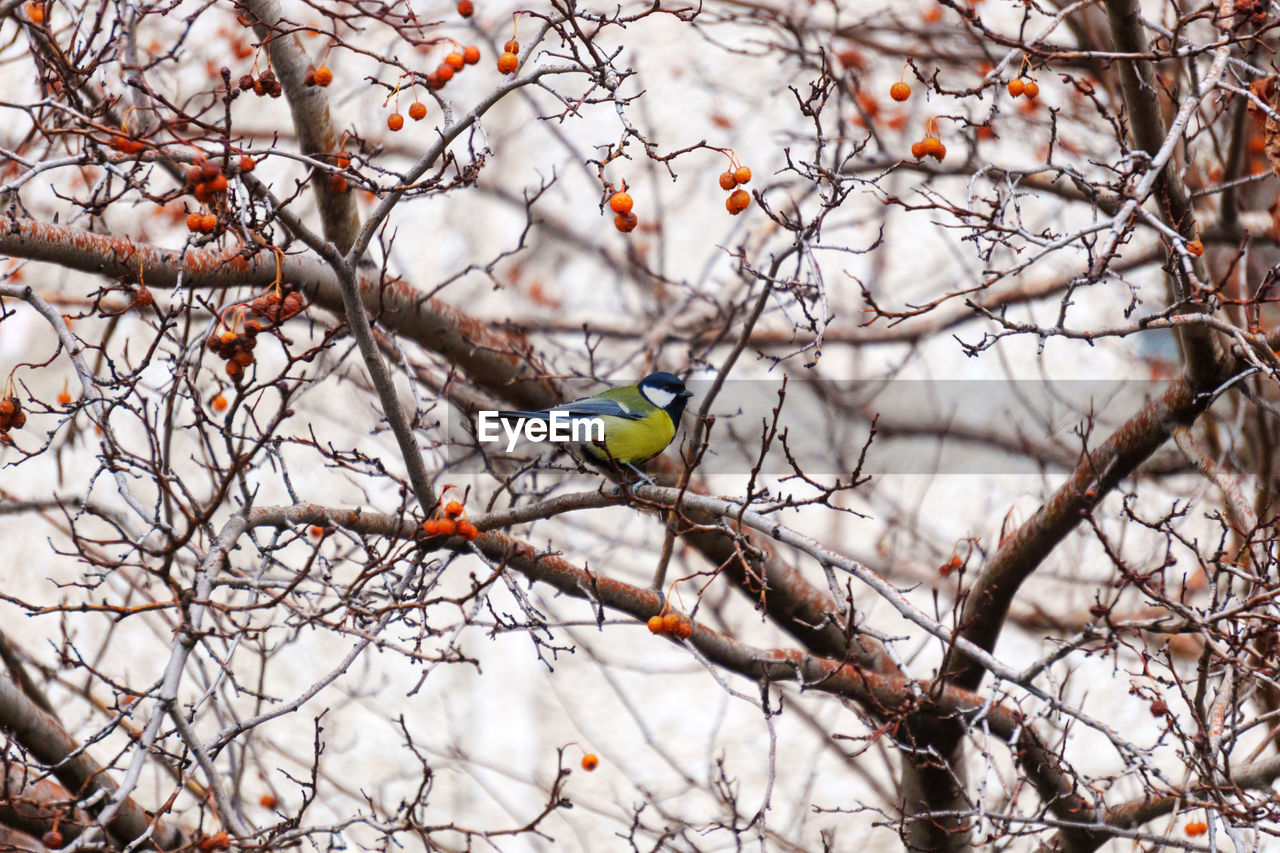 low angle view of bird perching on bare tree