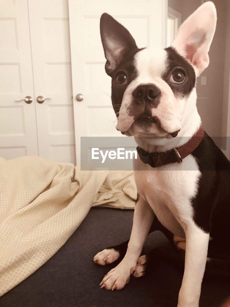 PORTRAIT OF DOG SITTING ON SOFA
