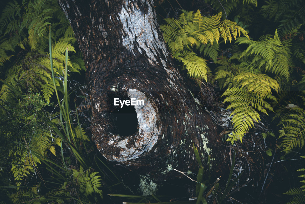 CLOSE-UP OF TREE TRUNKS