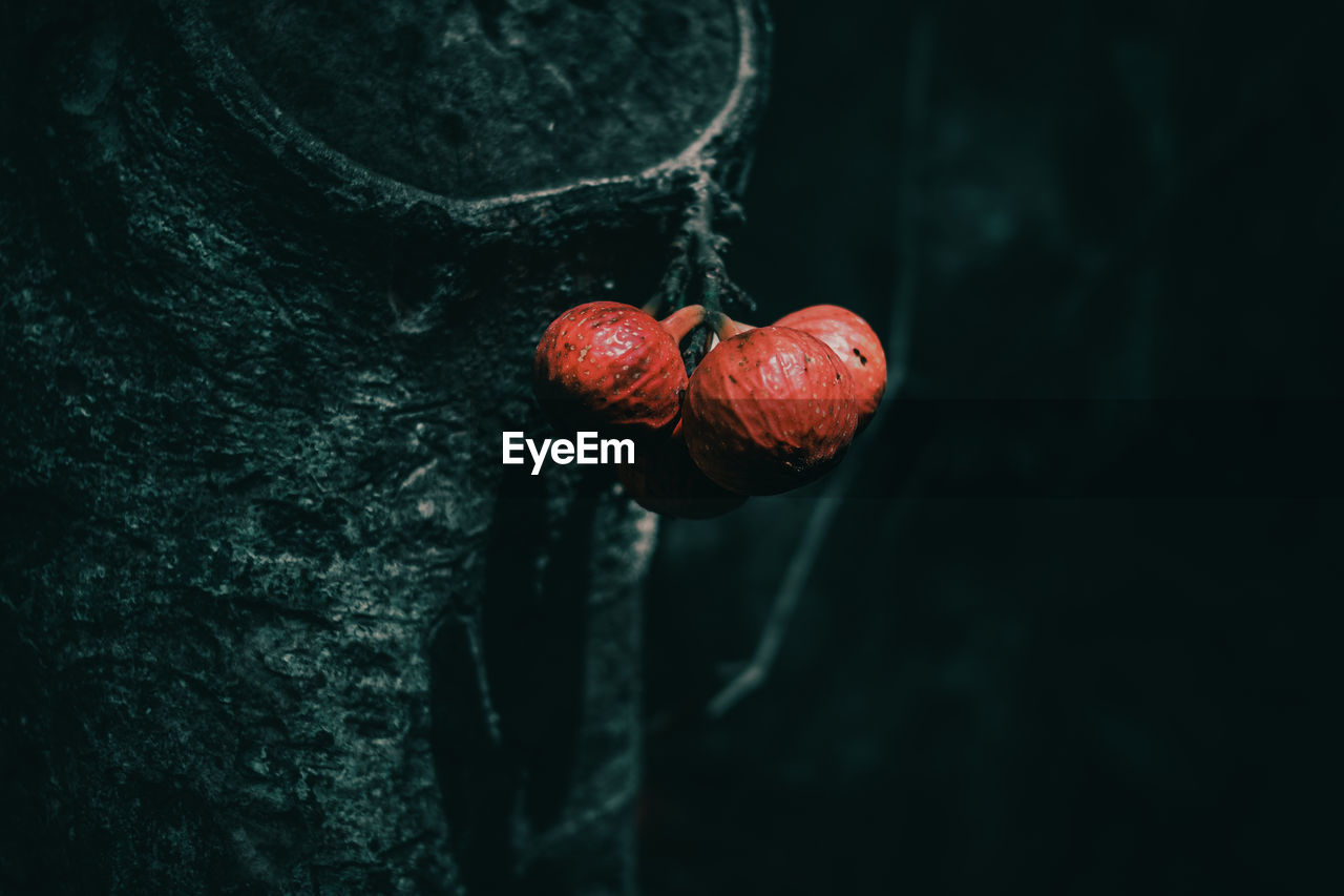 CLOSE-UP OF CHERRIES ON TREE TRUNK