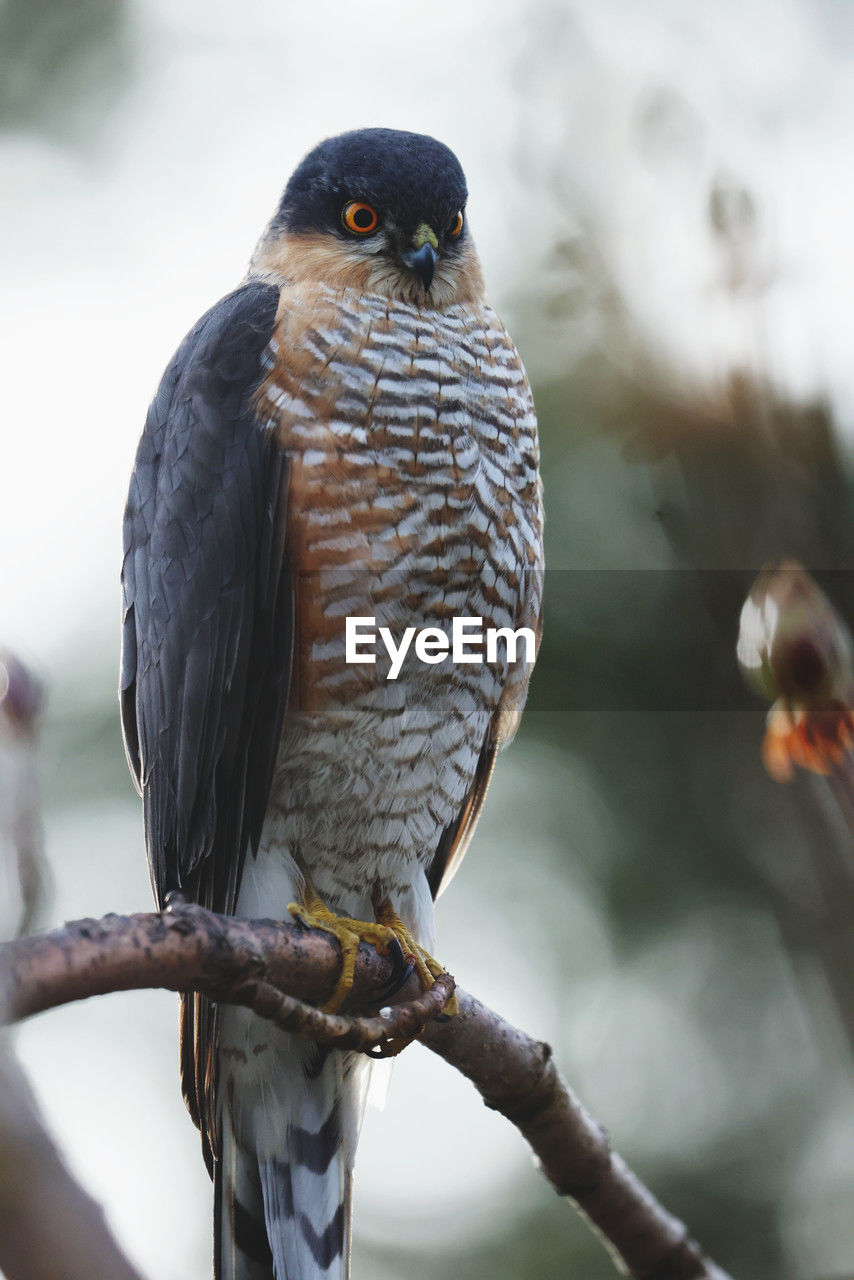 bird, animal themes, animal, animal wildlife, wildlife, beak, close-up, one animal, perching, bird of prey, branch, nature, falcon, tree, wing, outdoors, no people, full length, focus on foreground