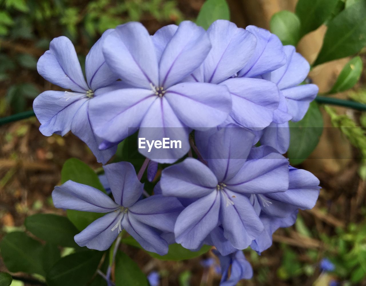 CLOSE-UP OF PURPLE FLOWERS BLOOMING OUTDOORS