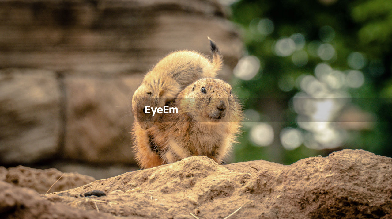 close-up of squirrel on rock