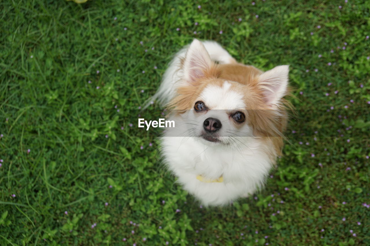 HIGH ANGLE VIEW OF DOG LYING ON GRASS