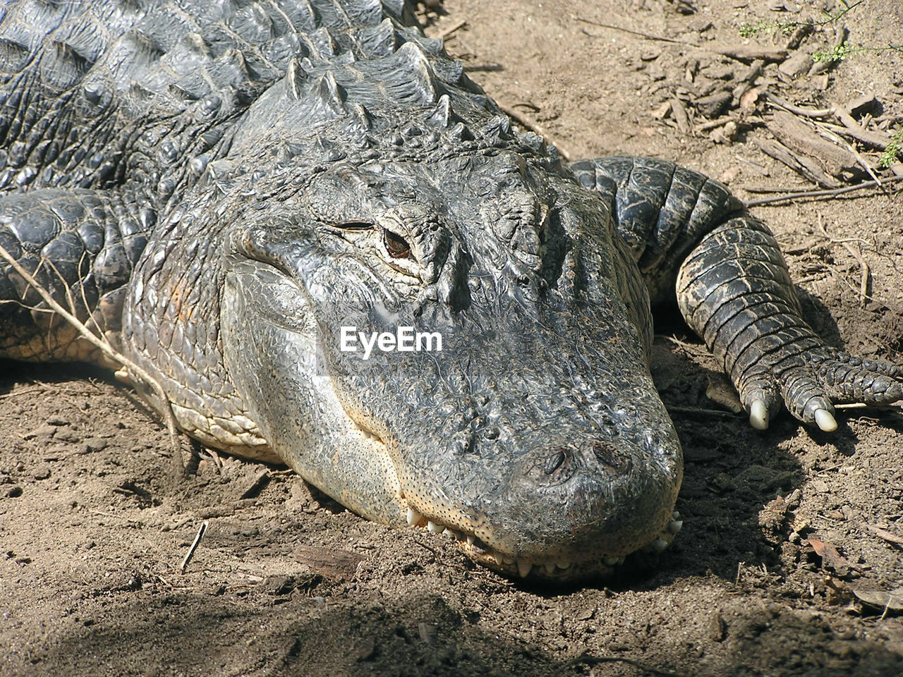 High angle view of crocodile on field