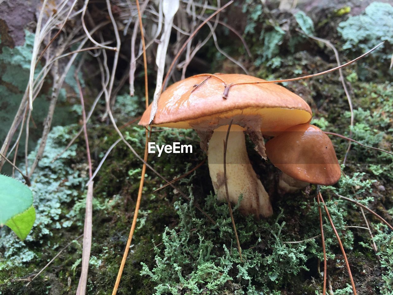 MUSHROOMS GROWING IN FOREST