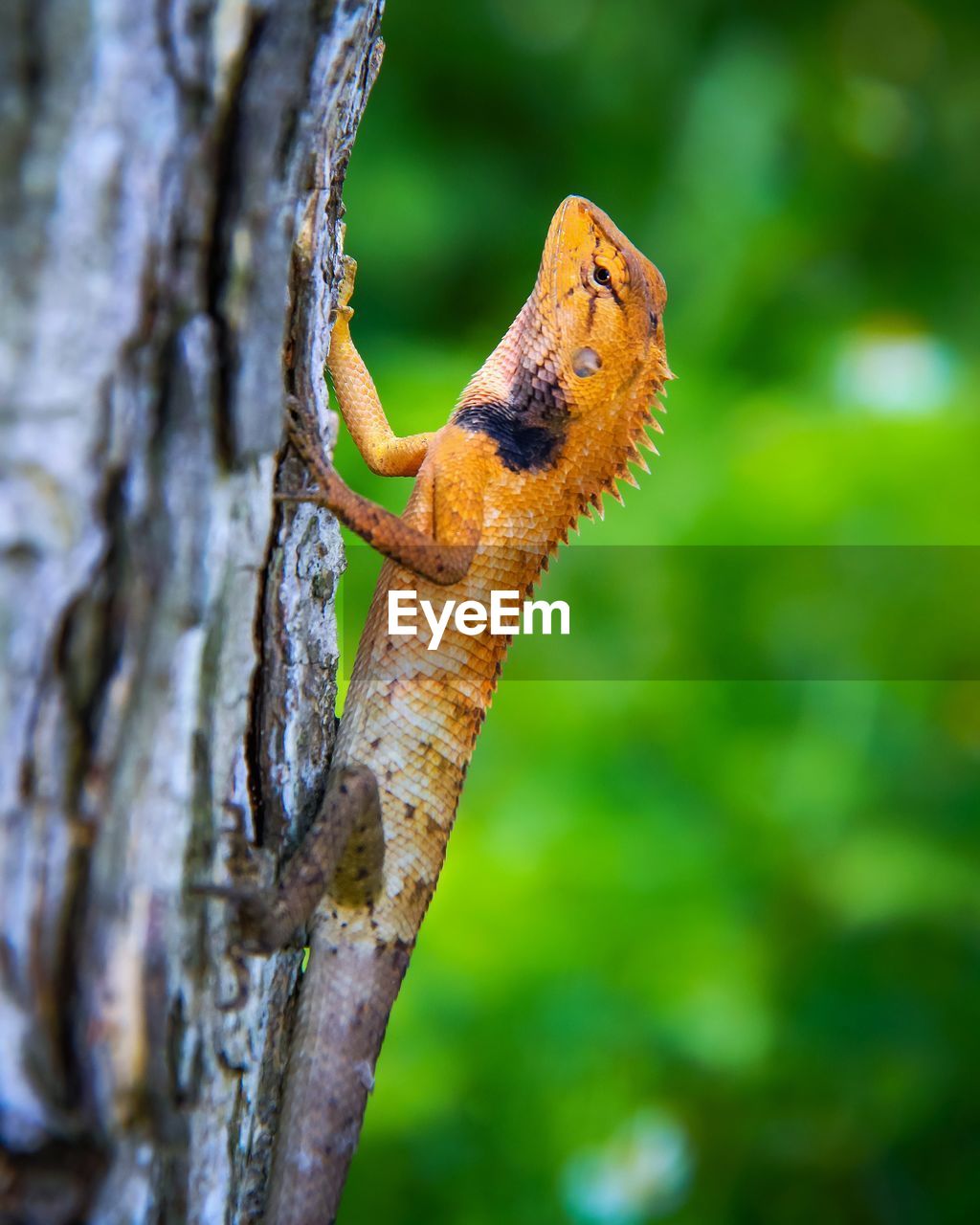 Close-up of lizard on tree trunk