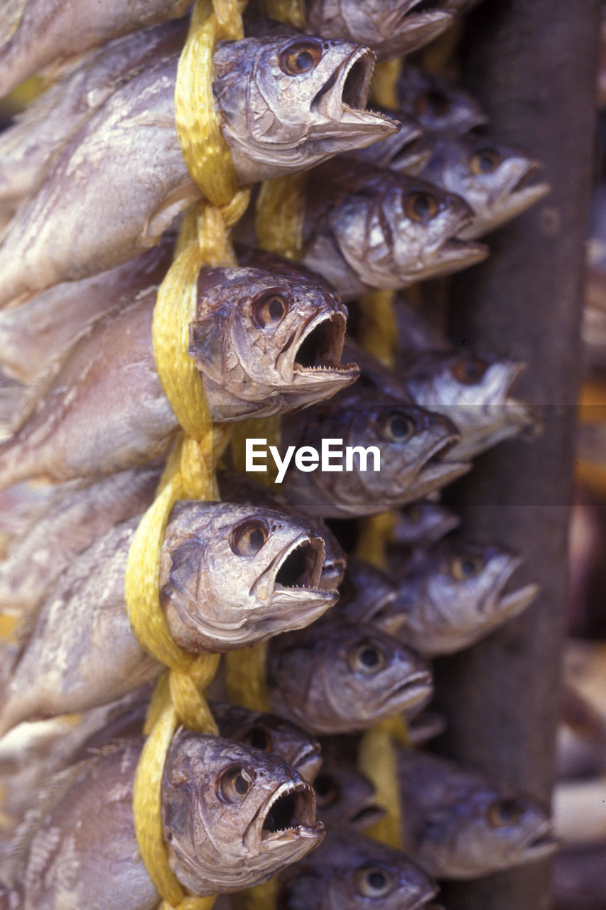 Close-up of fish for sale in market