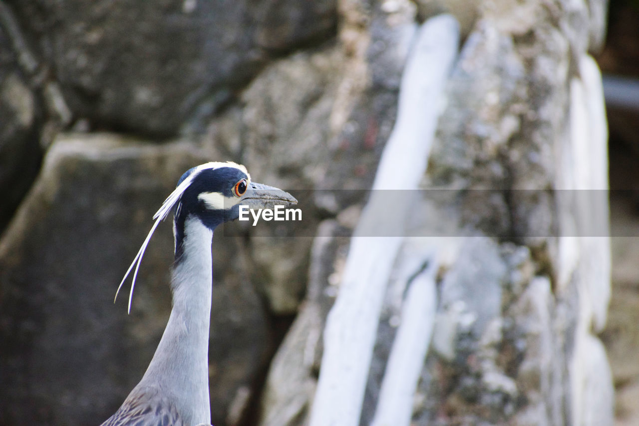 Close-up of bird perching on rock