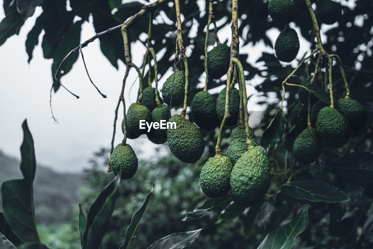 Avocado from a tree in a green garden avocado on the farm