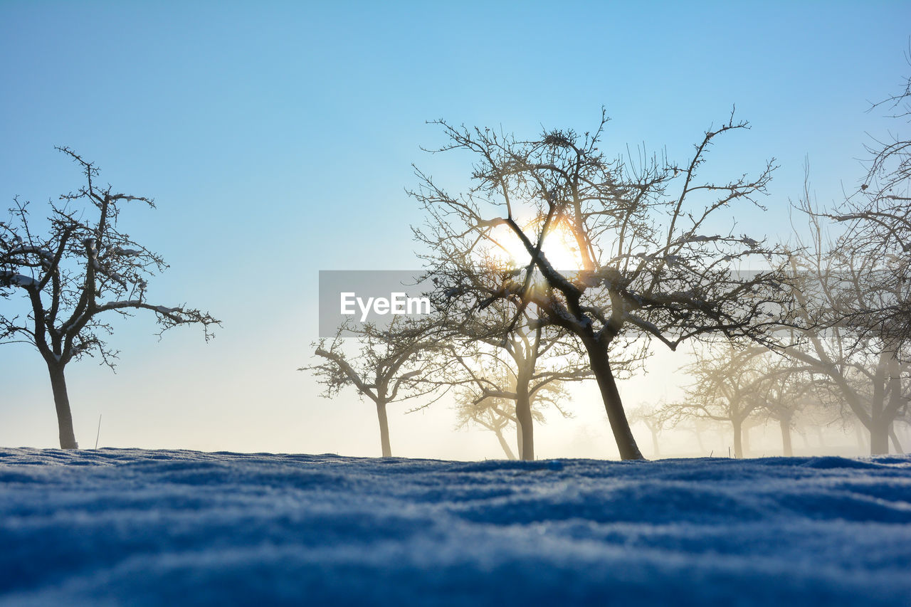 Sun shines through trees, in winter with lots of snow and blue skies