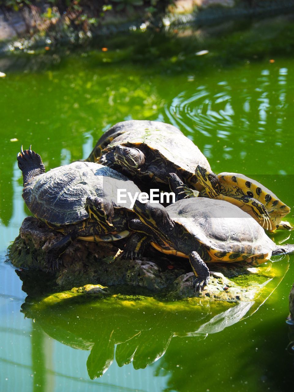 CLOSE-UP OF A DUCK IN POND