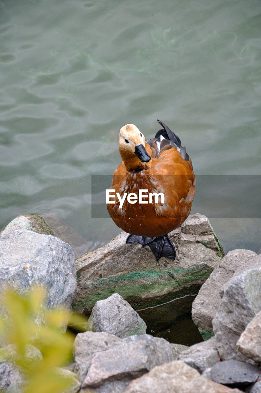 animal themes, animal, bird, animal wildlife, water, duck, wildlife, water bird, lake, nature, one animal, rock, no people, beak, ducks, geese and swans, day, outdoors, poultry, beauty in nature, full length