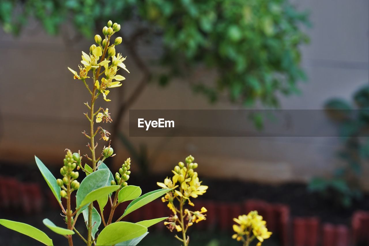 Close-up of flowers blooming outdoors