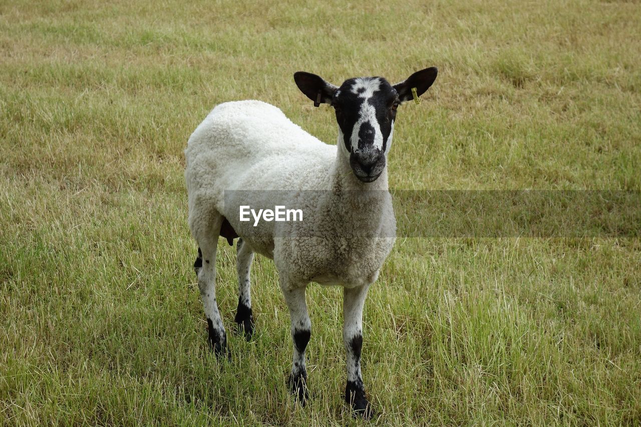 Portrait of sheep on grassy field