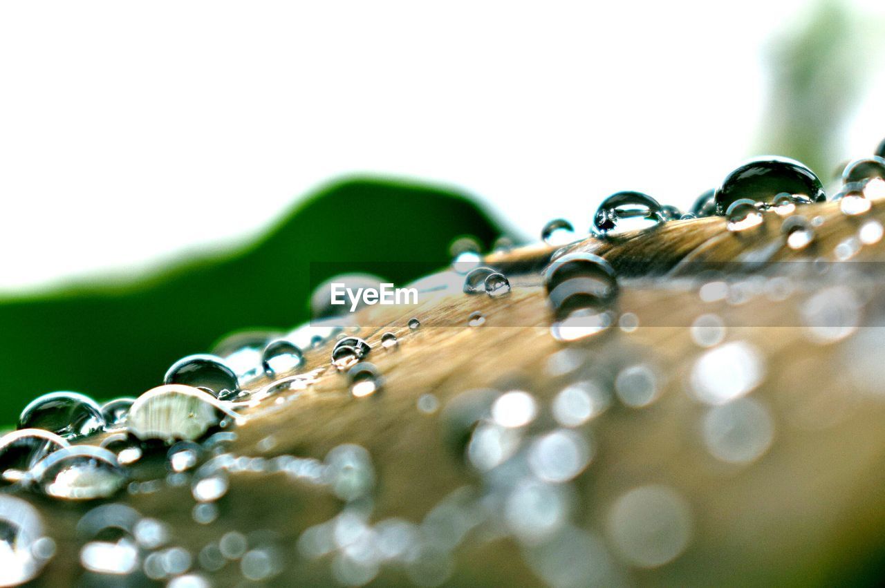Close-up of water drops on guitar