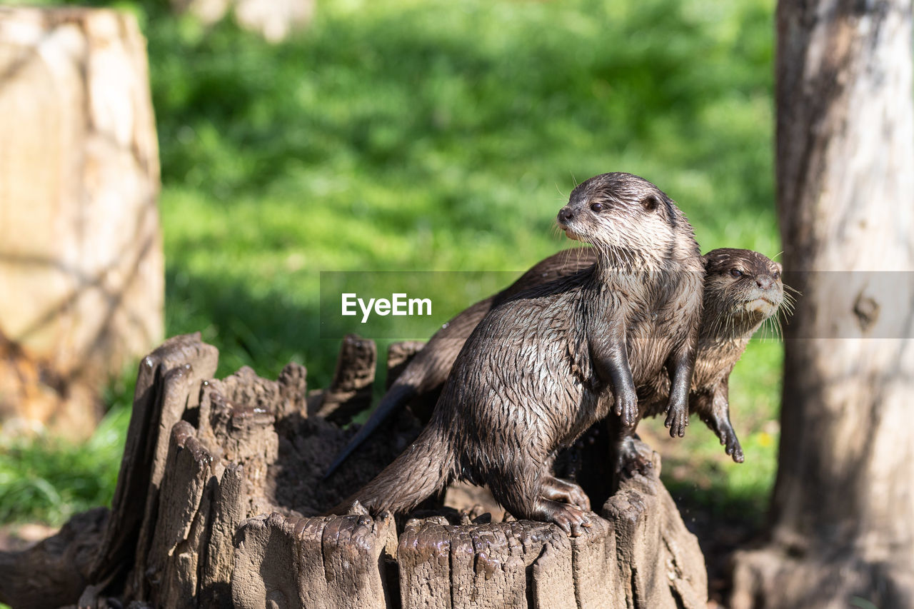 Otters on tree stump