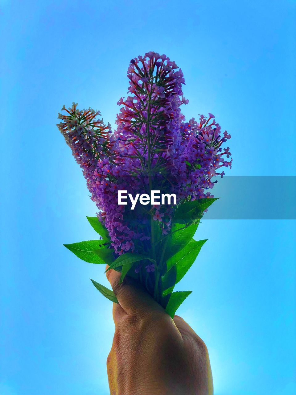 Cropped hand holding purple flowers against blue background