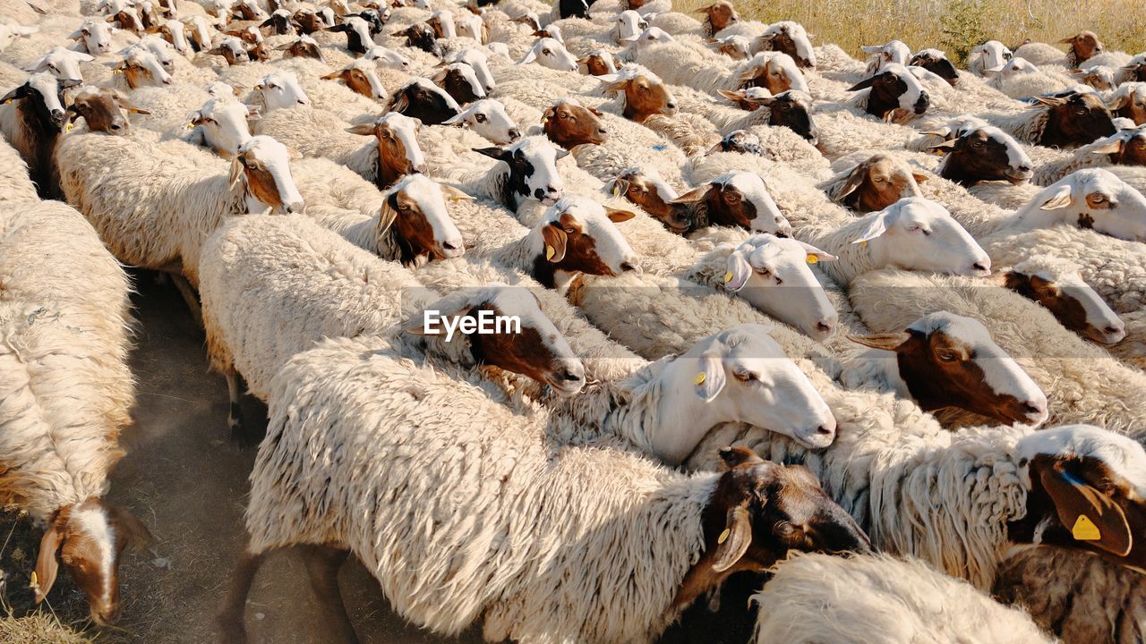 High angle view of sheep on land