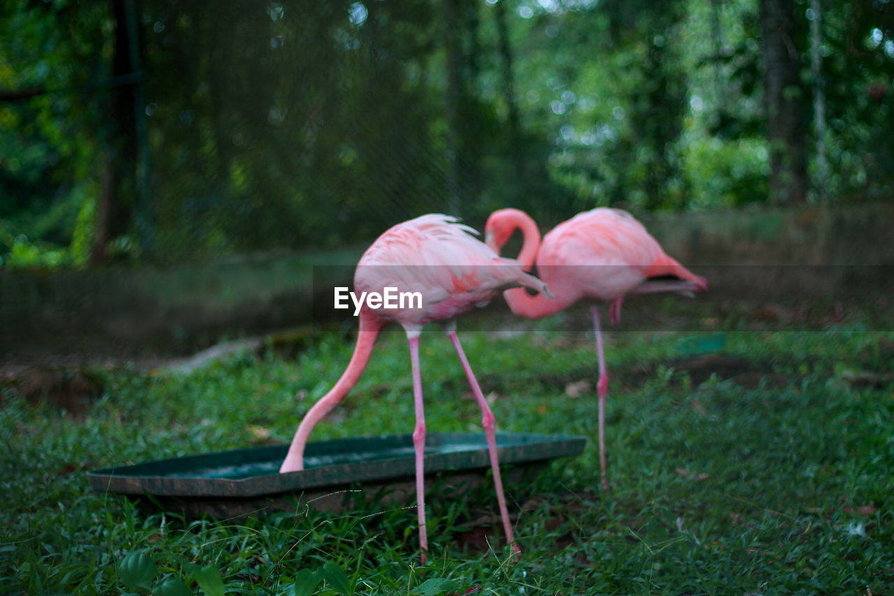 Flamingoes drinking from trough in zoo