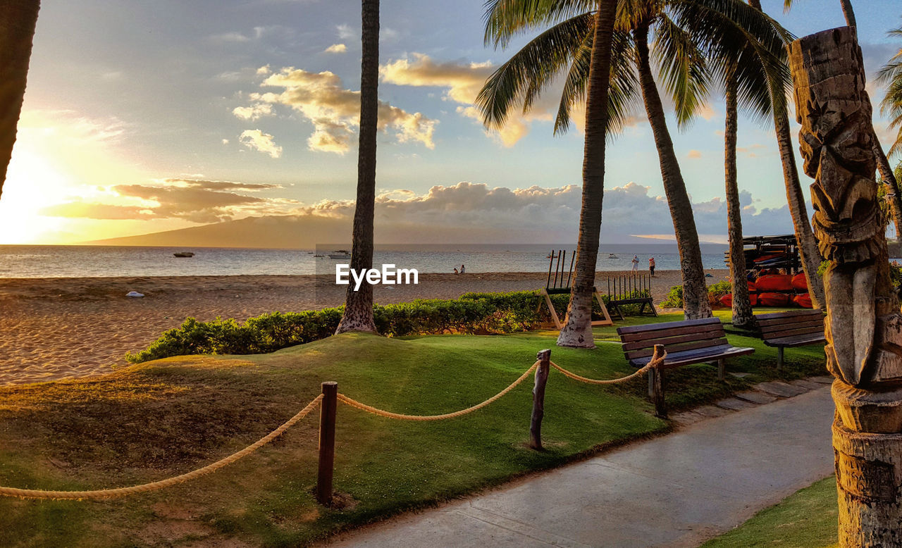 PALM TREES ON BEACH