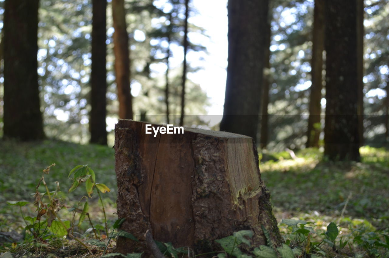 Tree stump on field