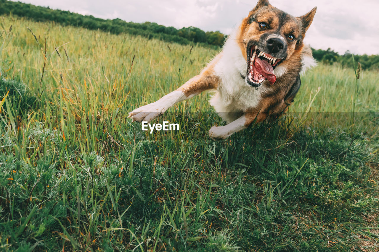 dog running on grassy field