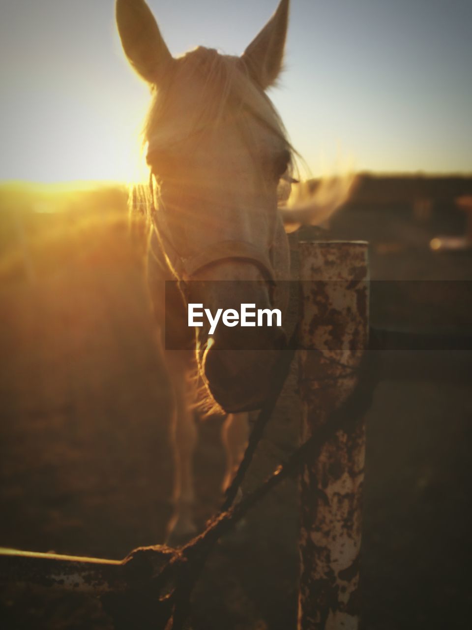 Close-up of horse standing against sky