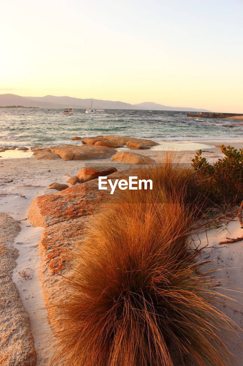 SCENIC VIEW OF BEACH AGAINST CLEAR SKY