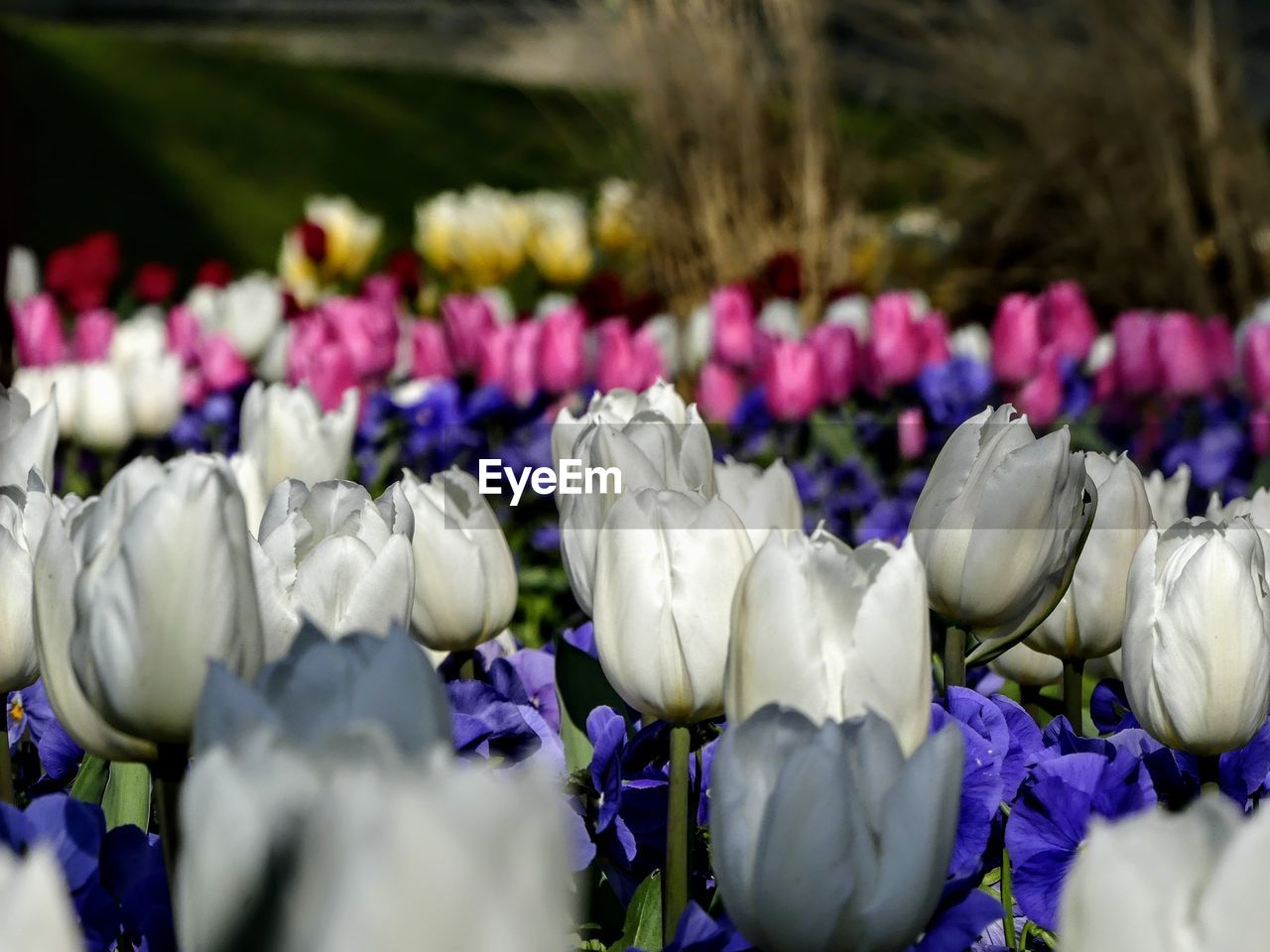 Close-up of purple flowering plants