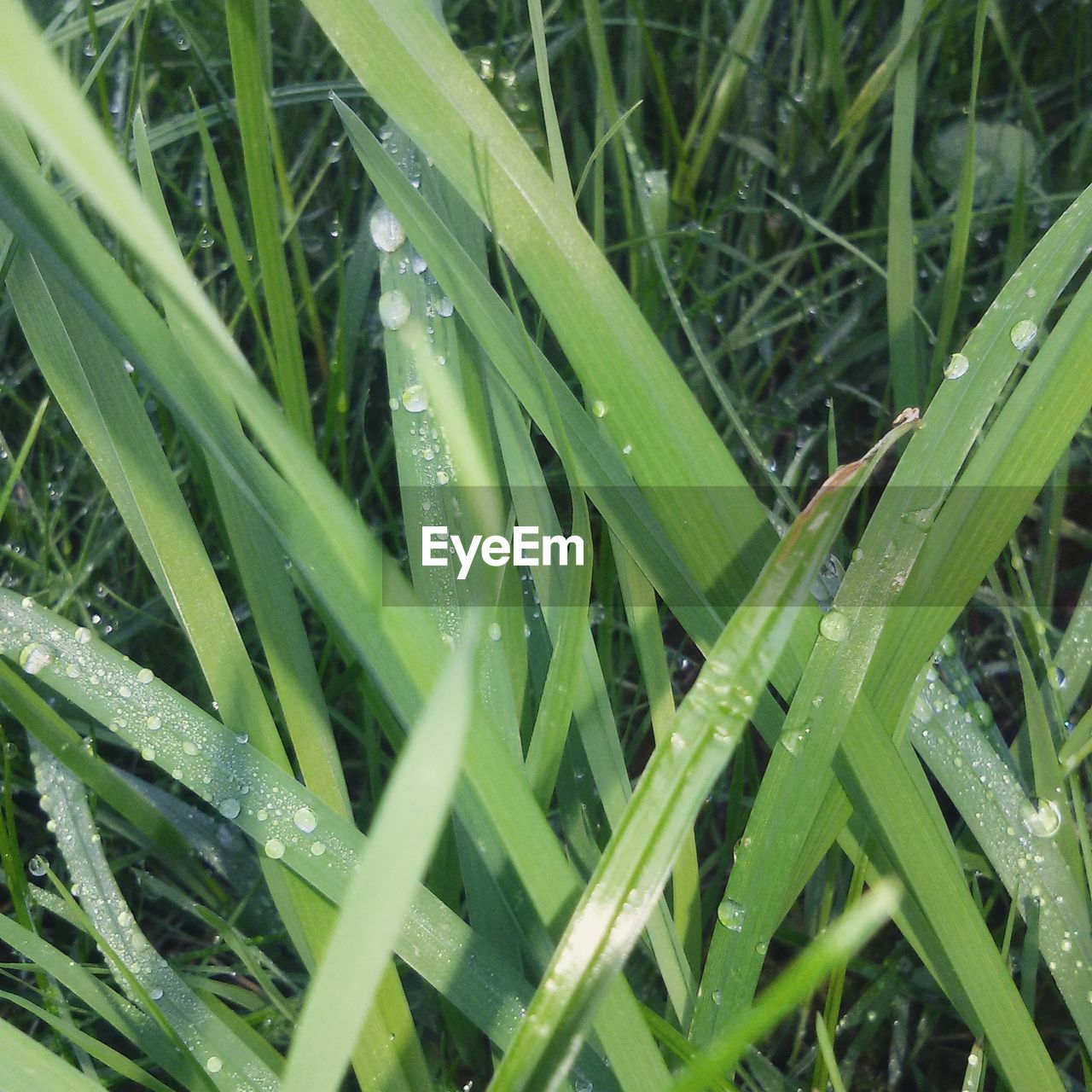 CLOSE-UP OF WET GREEN PLANTS