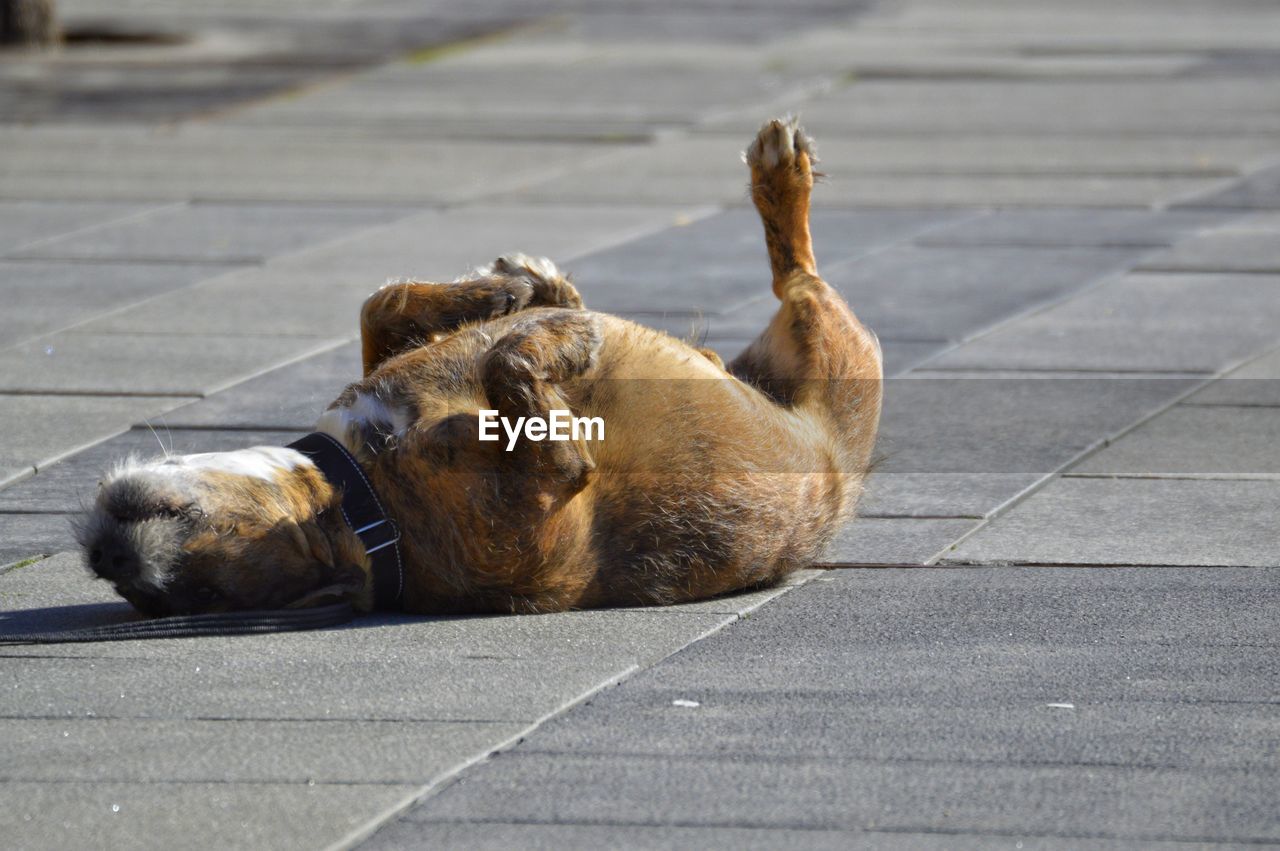 View of a dog resting on road