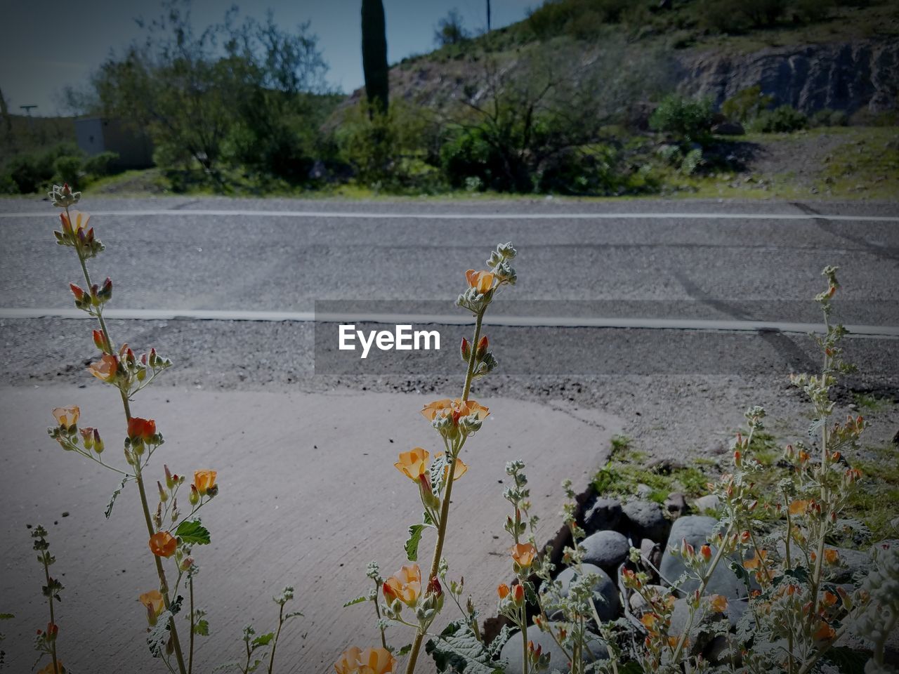 PLANTS GROWING ON LANDSCAPE AGAINST WATER