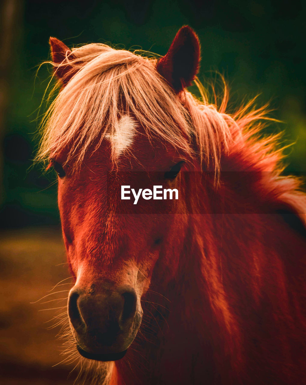 CLOSE-UP OF A HORSE OUTDOORS