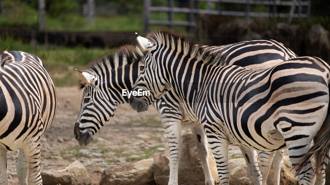 zebra on field