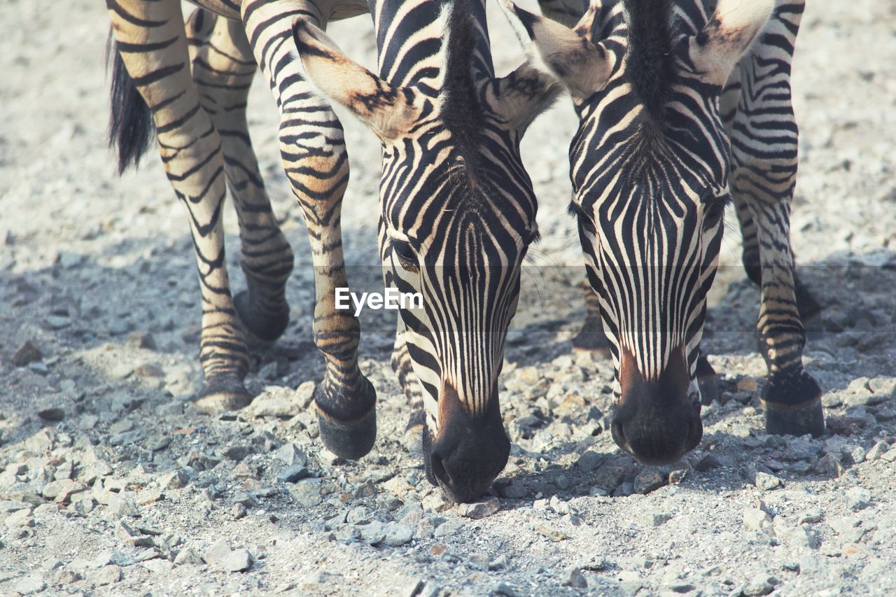 ZEBRA STANDING ON FIELD