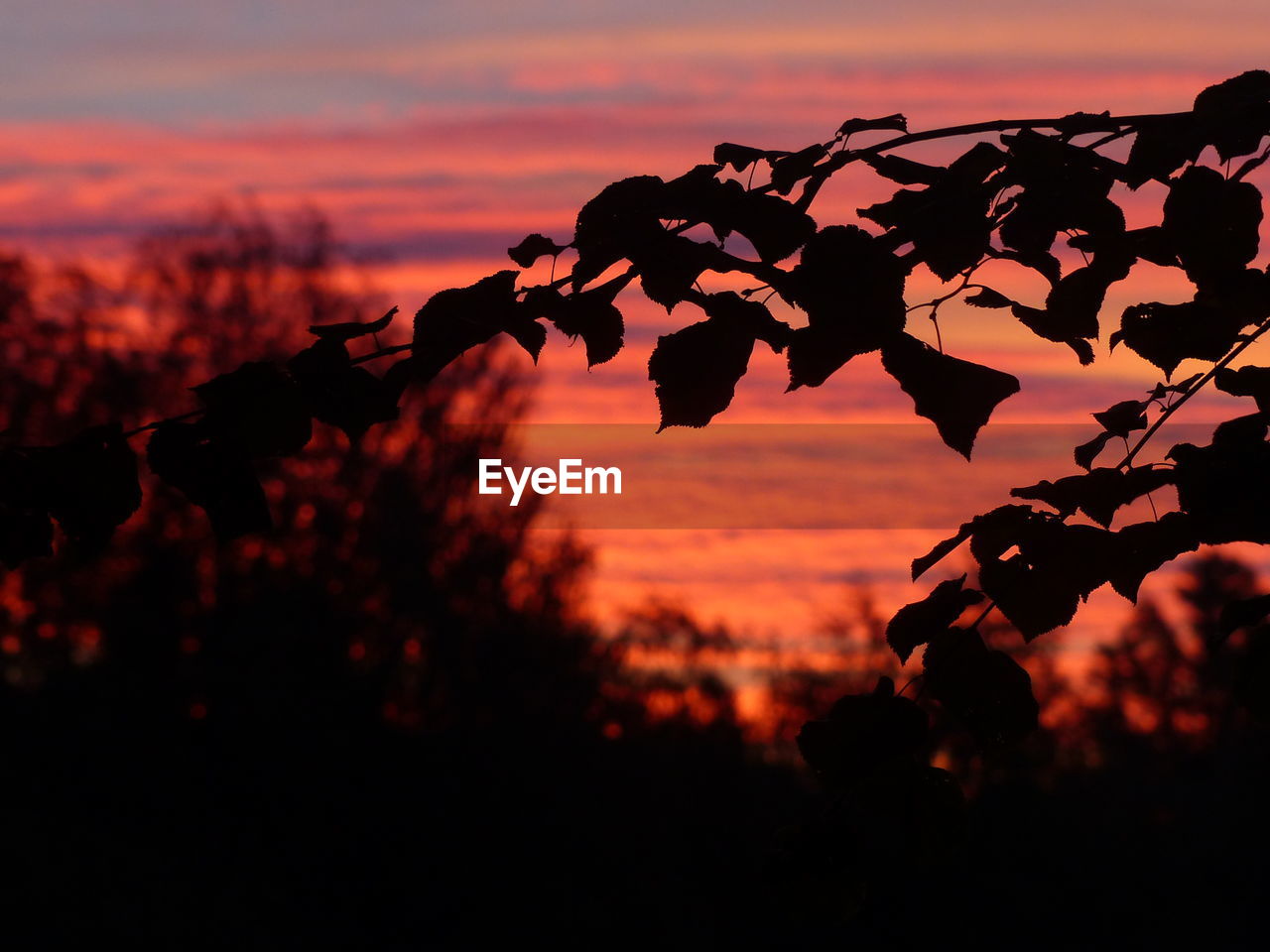 Close-up of silhouette tree against sky during sunset