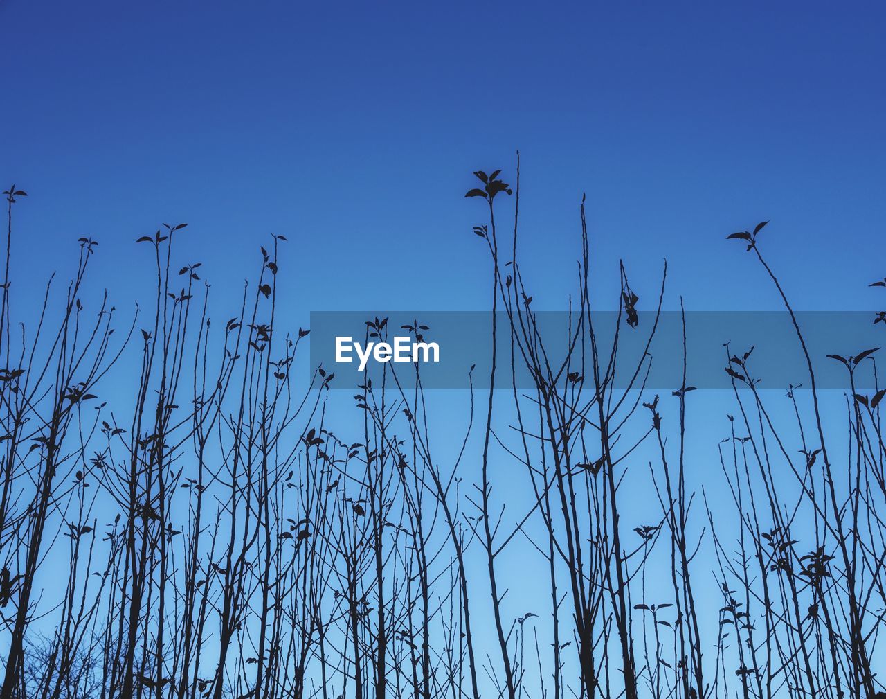 LOW ANGLE VIEW OF BIRDS AGAINST CLEAR BLUE SKY